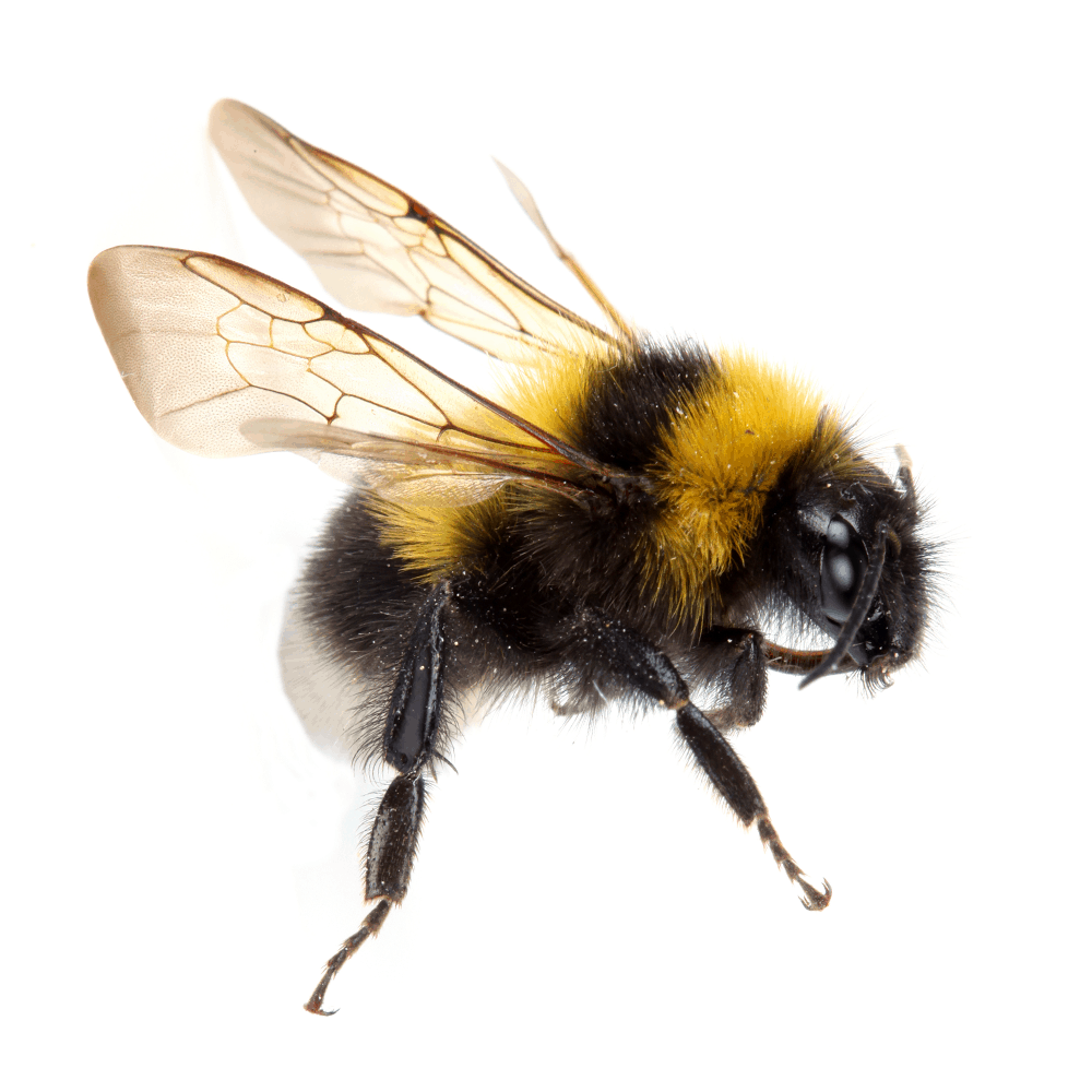 Bumble Bee  Ark Pest Control & Prevention