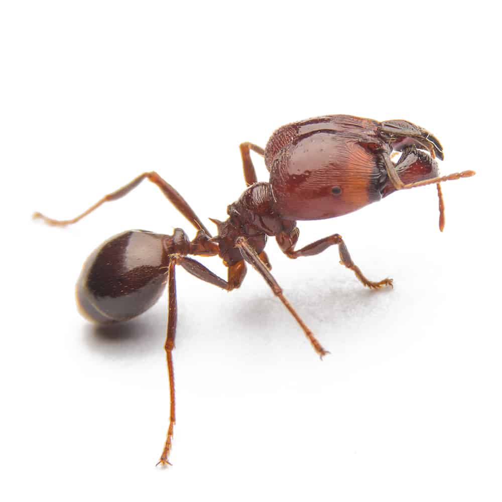 FIre Ant